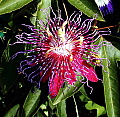 Passiflora Red Inca