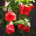 Abutilon Cristina