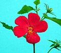 Hibiscus hirtus