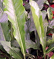 Anthurium schlechtendalii