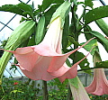 Brugmansia Pink Beauty