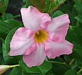 Mandevilla sanderi Rosea