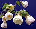 Abutilon White