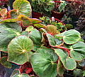 Begonia acetosa Green Form
