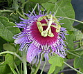 Passiflora amethystina