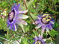 Passiflora Blaumilch