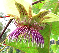 Passiflora maliformis