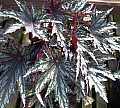 Begonia Elaine Baxter