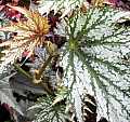 Begonia Lady Eleanor