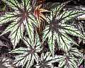 Begonia Lady Nuss