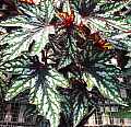 Begonia Mr O Flaherty