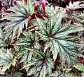 Begonia Paul Tsamtsis
