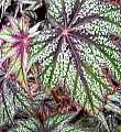 Begonia Shirley Rapp