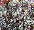 Begonia Waterdance
