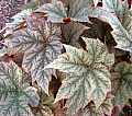 Begonia Courage