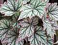 Begonia Honor