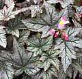 Begonia Shadowfax