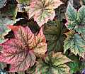 Begonia Valor