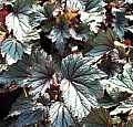 Begonia Antique Rose