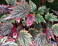 Begonia Apple Blossom Surprise