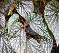 Begonia San Pebbles