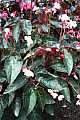 Begonia Cimarron