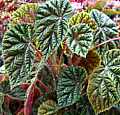 Begonia Emerald Maiden