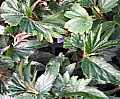 Begonia Fredas Folly