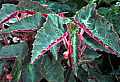 Begonia Gary Hunt