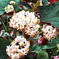 Begonia Lady Brown