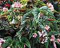 Begonia Pastel Princess