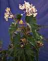 Begonia Thompsons Folly