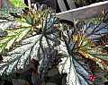 Begonia Early Frost
