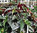 Begonia John Ingles