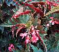 Begonia Kecemen