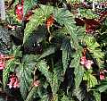 Begonia Lady Louise K