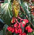 Begonia Mary Sakamoto
