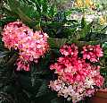 Begonia Miss Julie