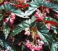 Begonia Pink Taffeta