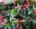 Begonia Ruby Tears