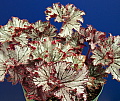 Begonia Flippant