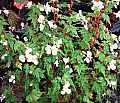 Begonia Fairy Wings