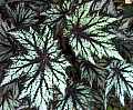 Begonia Silver Spirit