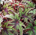 Begonia Madame Vanderwilt