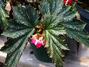 Begonia Arlene Ingles