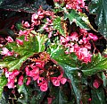 Begonia Mrs Miller