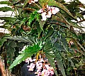 Begonia Pink Sabers