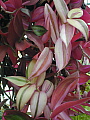 Tradescantia pendula Quadricolor