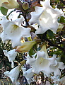 Beaumontia grandiflora