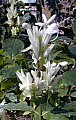 Whitfieldia longifolia